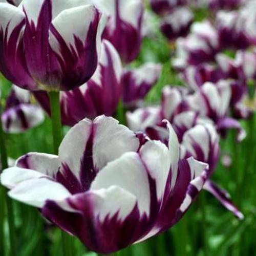 White (White Lavender) seeds for planting in home garden