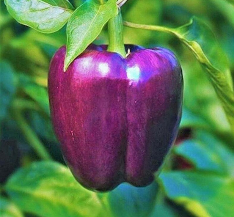 Purple Lilac Bell Sweet Pepper Seeds – Colorful Bell Peppers for Garden Growing