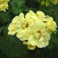 Green Univalve Geranium Flower Seeds for Planting Sun Loving Heirloom & GMO Free Seeds for Home Garden
 
 Sale