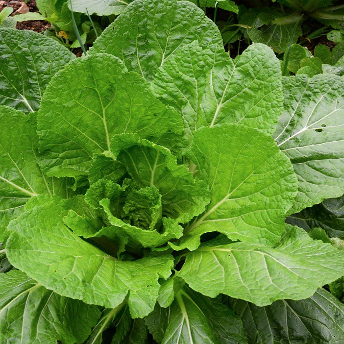 Florida Broadleaf Mustard Seeds Heirloom Garden Vegetable for Home Planting