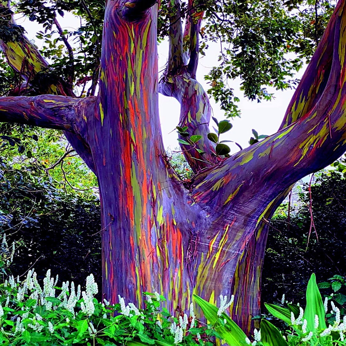 Rainbow Eucalyptus tree growing in a spacious outdoor garden landscape