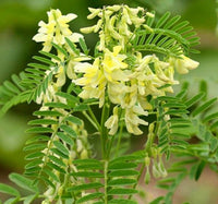 Astragalus Flower seeds for Planting - Sun Loving, Heirloom & GMO Free Seeds for Home Garden