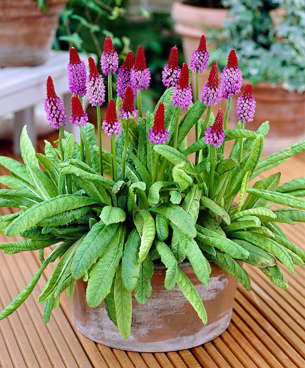 Heirloom (Heirloom Kniphofia) seeds for planting in home garden
