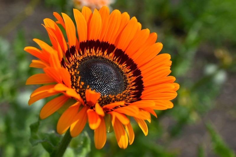 Orange Prince Venidium Seeds for Bold Orange Flowers
