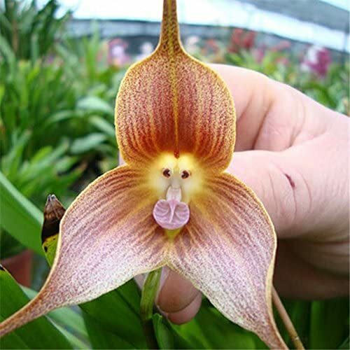 Samen Orchidee Flower seeds for Planting - Hardy Variety, Heirloom & GMO Free Seeds for Home Garden