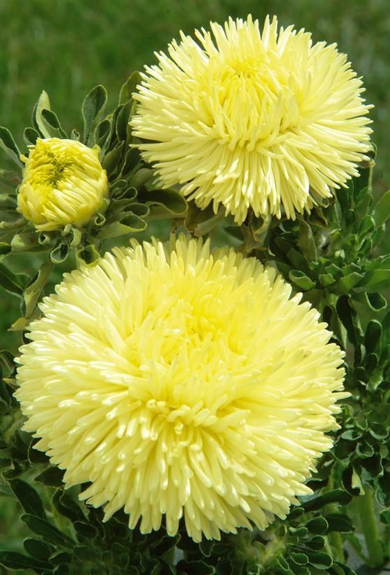 Paeony Herzogin Gelb Aster Seeds for Planting flower bed