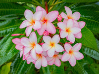Light Pink Frangipani Flower seeds for Planting - Cut Flower Favorite, Heirloom & GMO Free Seeds for Home Garden