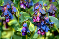 Blue Honeywort Flower seeds for Planting - Long Bloom Season, Heirloom & GMO Free Seeds for Home Garden