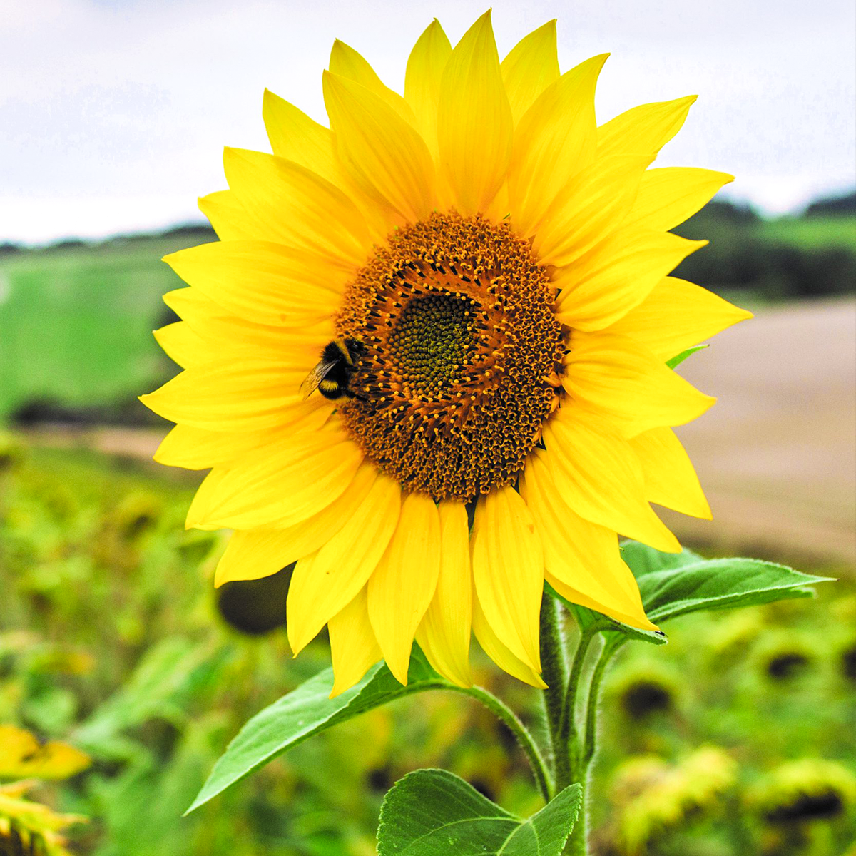 Sunflower Seeds Bright Garden Flowers for Home Planting