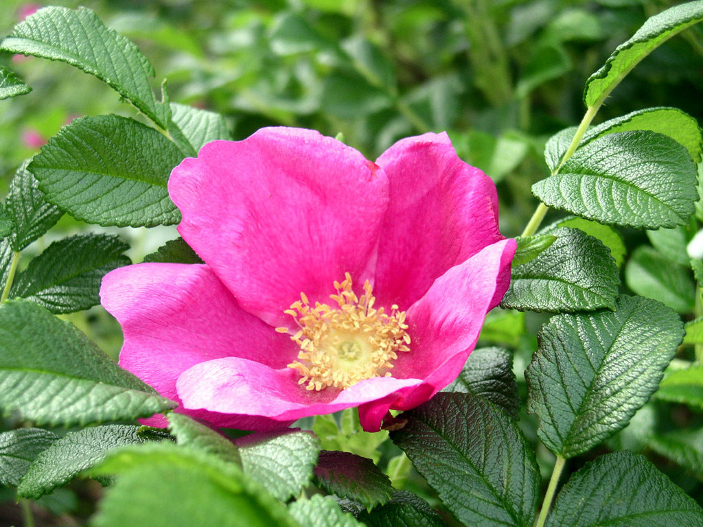 Rosa Rugosa Pink Rose Seeds