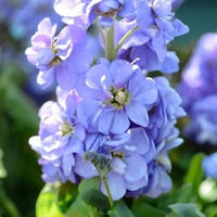Blue Matthiola Incana Flower seeds for Planting - Garden Favorite, Heirloom & GMO Free Seeds for Home Garden