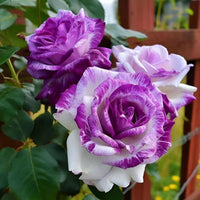 White Purple Away Rose Flower Seeds for Planting Compact Growth Heirloom & GMO Free Seeds for Home Garden
 
 Sale