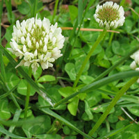 White Dutch Clover Seeds – Low-Growing Clover for Lawn & Garden Areas