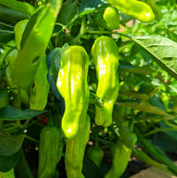 Heirloom non-GMO Japanese Shishito Pepper vegetable seeds for containers and raised beds.