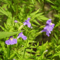 Violet Monkey Face Flower seeds for Planting - Colorful Display, Heirloom & GMO Free Seeds for Home Garden