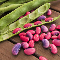 Scarlet Runner Bean Seeds for Home Garden Planting | Heirloom Non-GMO