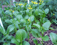 Yu Choy Sum Seeds for Home Garden, Raised Beds, Containers & Outdoor Vegetable Growing