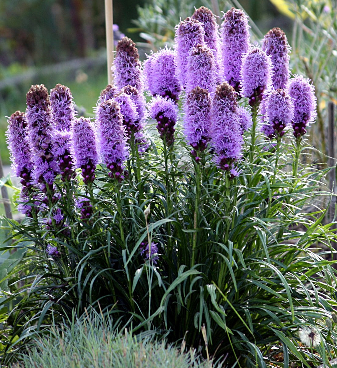Purple Liatris Flower seeds for Planting Bright Blooms Heirloom & GMO Free Seeds for Home Garden 
 
 Sale