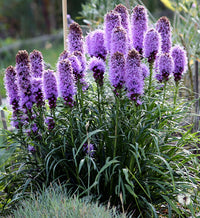 Purple Liatris Flower seeds for Planting Bright Blooms Heirloom & GMO Free Seeds for Home Garden 
 
 Sale