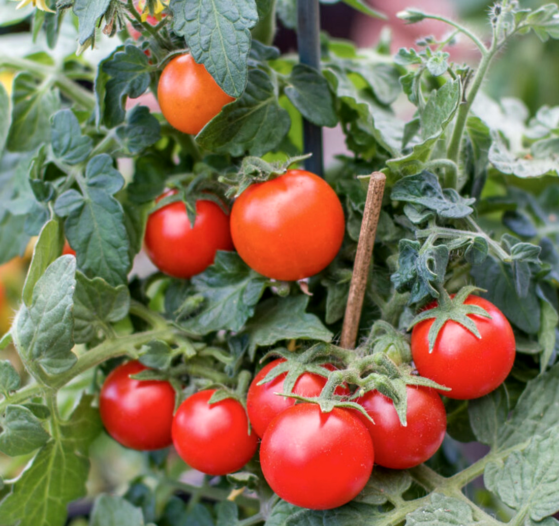 Compact Dwarf Red Robin tomato plant producing bright red cherry tomatoes.