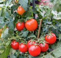Compact Dwarf Red Robin tomato plant producing bright red cherry tomatoes.