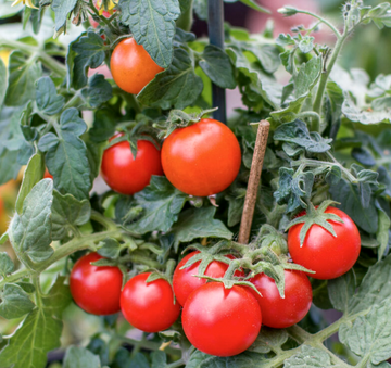 Compact Dwarf Red Robin tomato plant producing bright red cherry tomatoes.