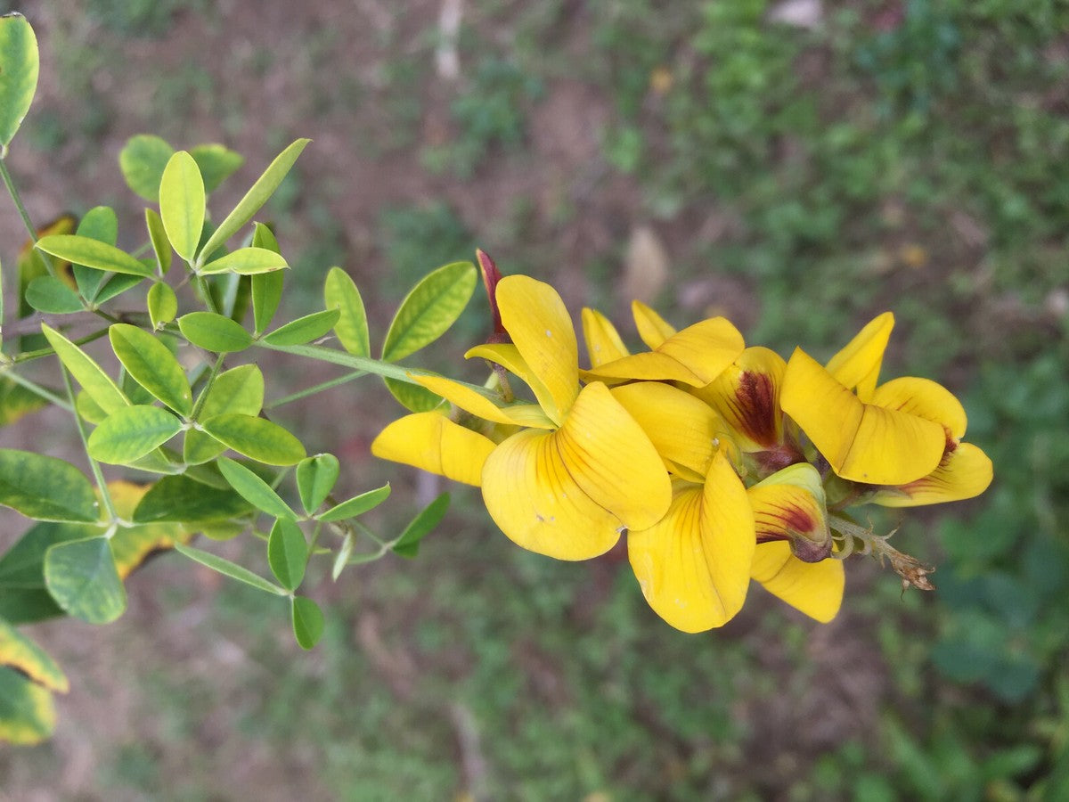 Heirloom Chipilin herb seeds with fresh green culinary leaves