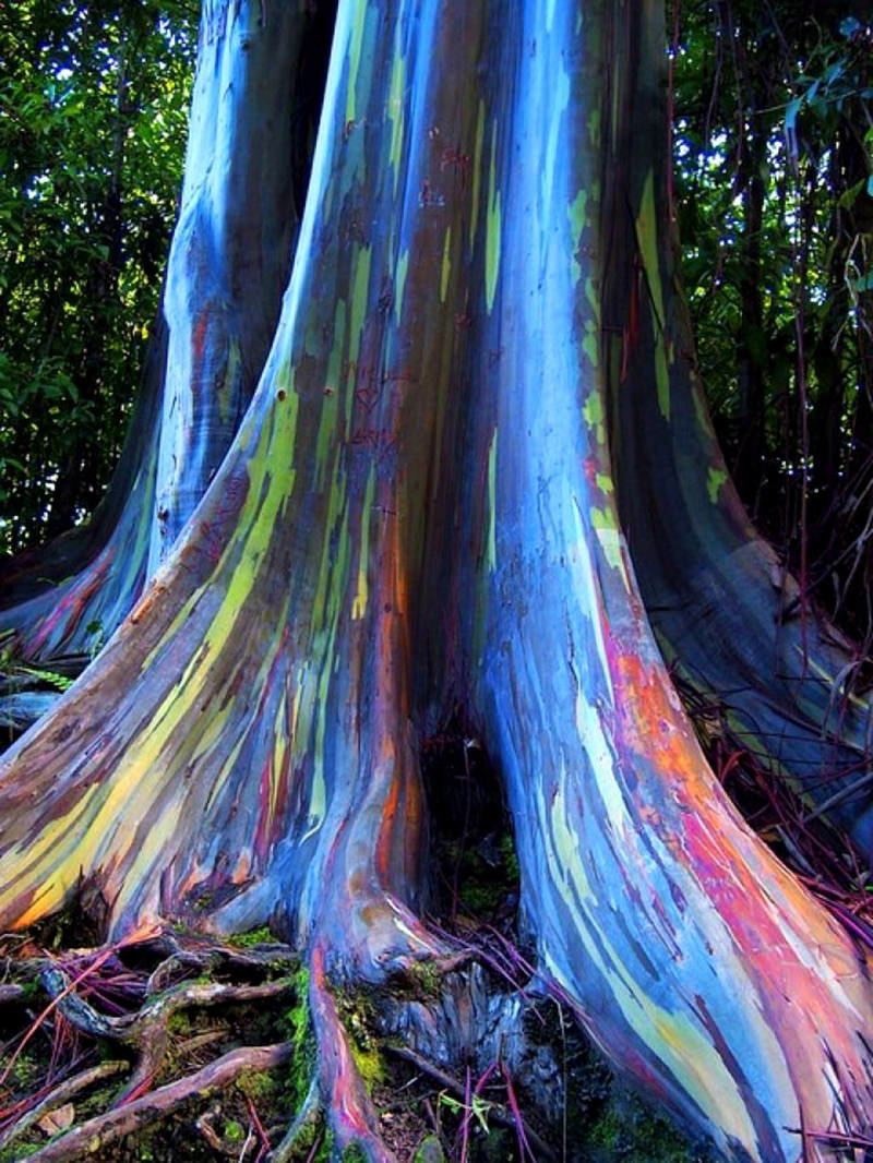 Rainbow Eucalyptus tree seeds for planting in home gardens and landscapes