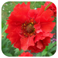 Geum Mrs Bradshaw large plug plant with red flowers and green foliage.
