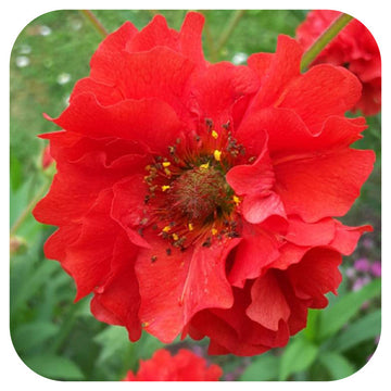 Geum Mrs Bradshaw large plug plant with red flowers and green foliage.
