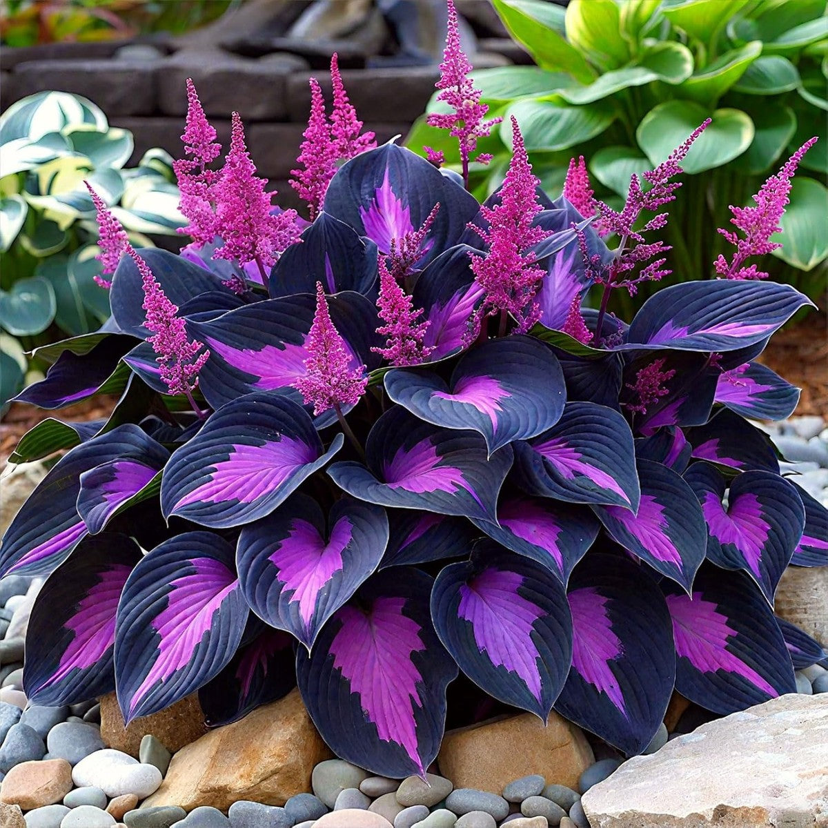 Close-up of Black Purple Hosta leaves with deep purple tones.

