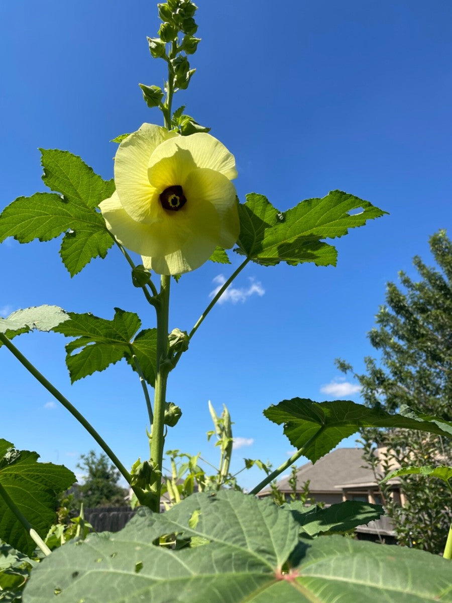 Fresh green okra pods on healthy garden plants ready for harvest.