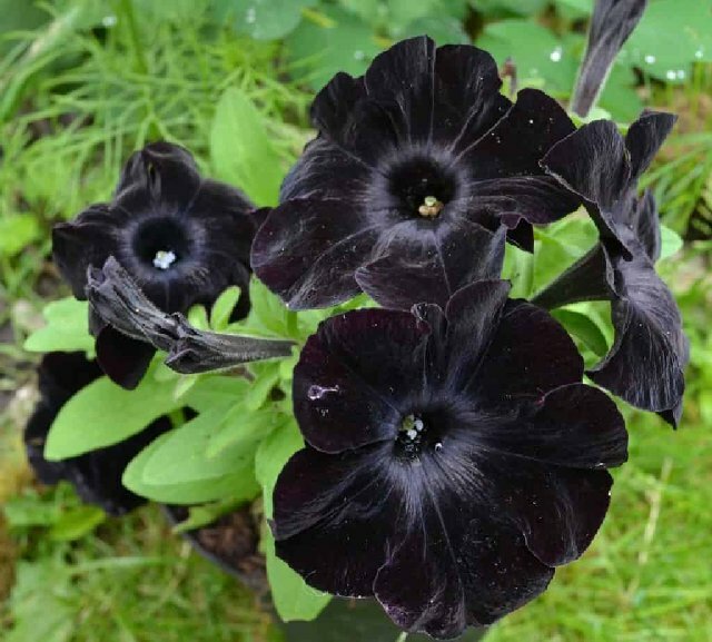Velvet Petunia Flower Seeds, Essential Planting Guide