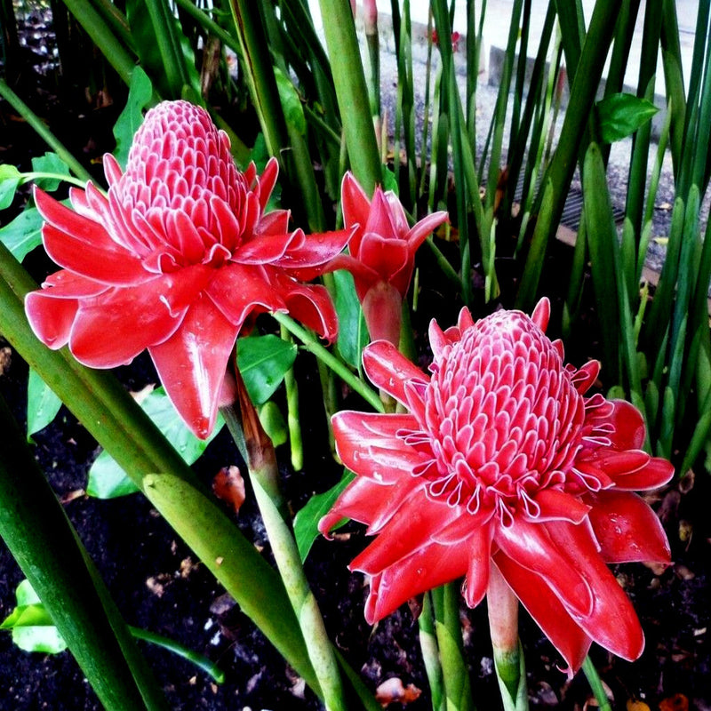 Red Etlingera Flower Planting Seeds for Stunning Tropical Blooms in Your Garden