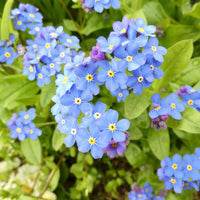 Blue Myosotis Sylvatica Flower seeds for Planting Compact Growth Heirloom & GMO Free Seeds for Home Garden 
 
 Sale