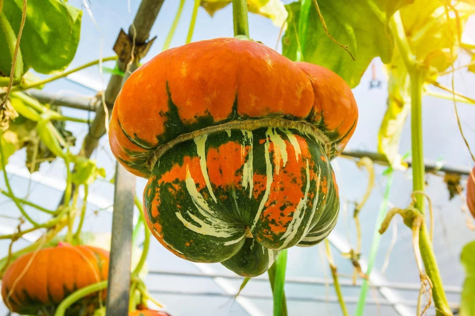 Harvested Turk's Turban ornamental pumpkins for seasonal decoration and cooking
