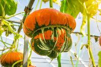 Harvested Turk's Turban ornamental pumpkins for seasonal decoration and cooking