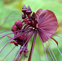 Exotic Black Bat Flower displayed as an indoor ornamental houseplant.