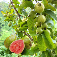 Tropical Pink Guava fruit tree seeds for home garden growing