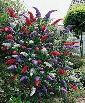 Buddleia flower clusters with green foliage in a garden setting.

