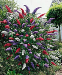 Buddleia flower clusters with green foliage in a garden setting.


