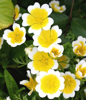 Yellow and white Poached Egg flowers attracting pollinators in a wildflower garden.

