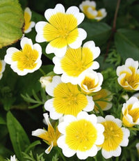 Yellow and white Poached Egg flowers attracting pollinators in a wildflower garden.

