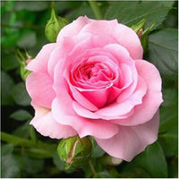 Pink Home Garden Rose Flower Seeds for Planting Easy to Grow Heirloom & GMO Free Seeds for Home Garden
 
 Sale
