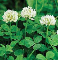 Four Leaf Clover plant growing in a decorative container