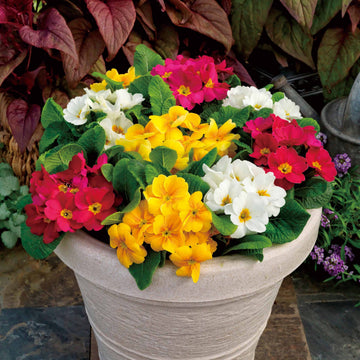 Primrose Primula Vulgaris Flower Seeds