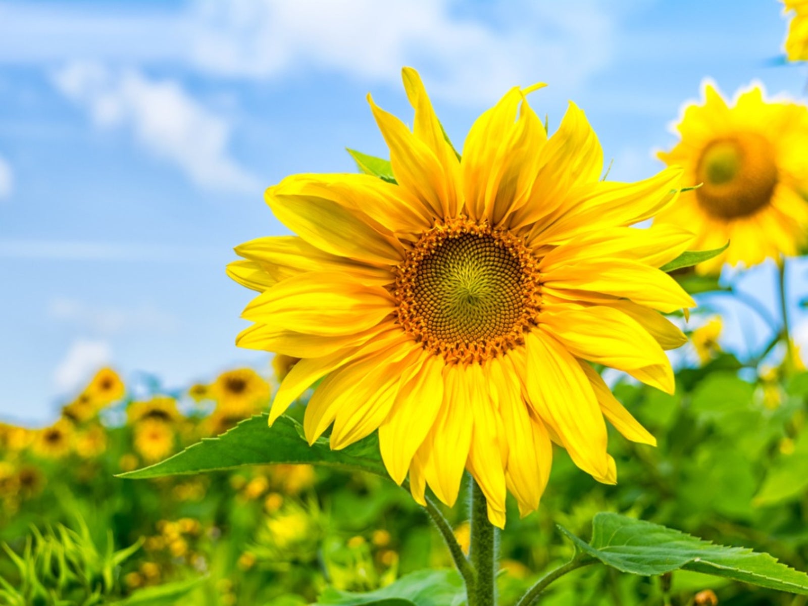 SunFlower seeds for Planting Premium Quality Heirloom & GMO Free Seeds for Home Garden