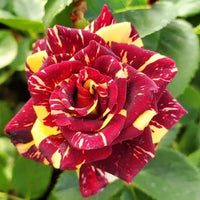 Yellow Maroon Rose Flower seeds for Planting Shade Tolerant Heirloom & GMO Free Seeds for Home Garden