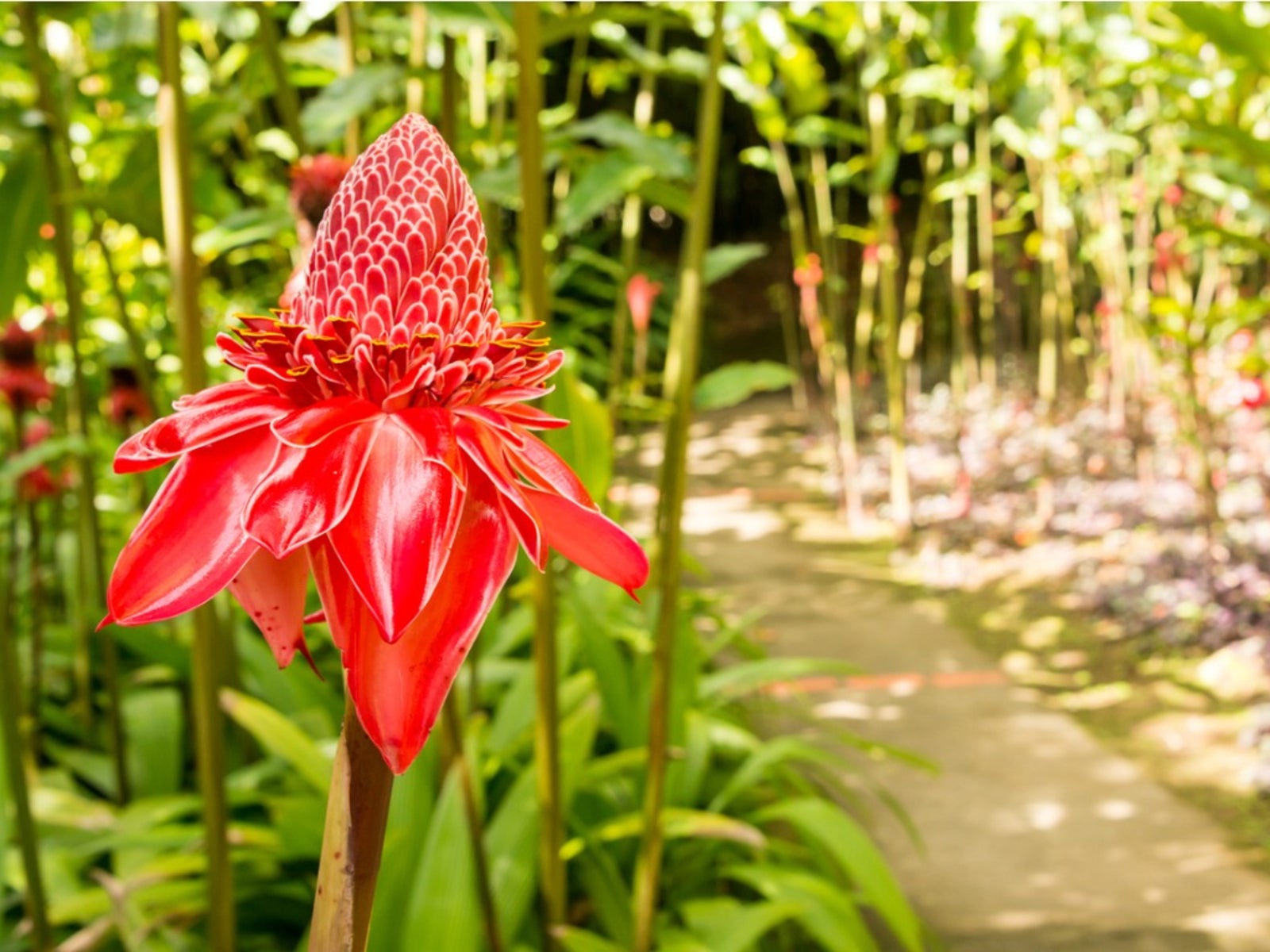 Torch Ginger Flower seeds for Planting Drought Tolerant Heirloom & GMO Free Seeds for Home Garden