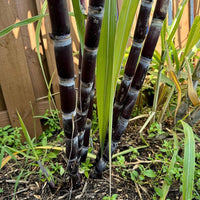 Sugar Cane plant seeds suitable for raised beds, borders, and containers.